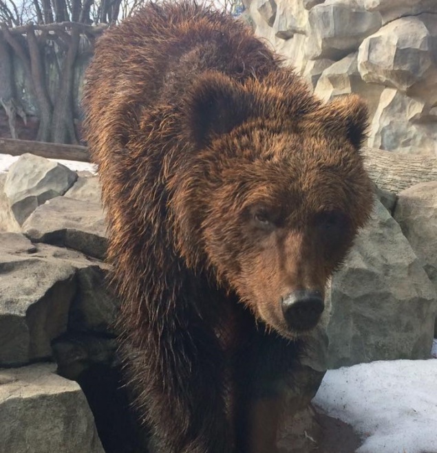 Пришла весна: в Киевском зоопарке проснулся медведь (фото)