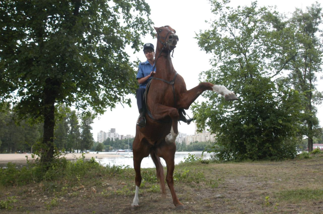 Лошадь конной полиции сбила женщину на Русановке