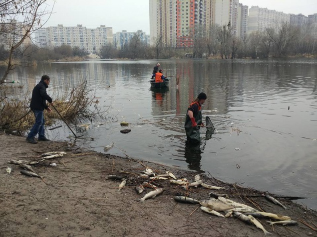 В озерах Киева всплыла дохлая рыба (фото)