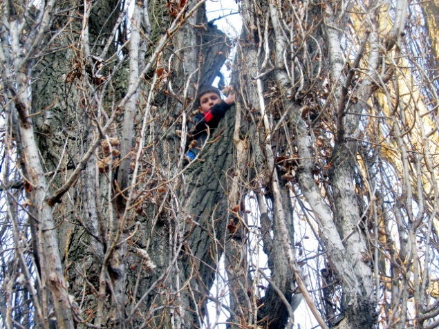 Спасатели в Киевской области сняли с дерева застрявшего мальчика (фото)
