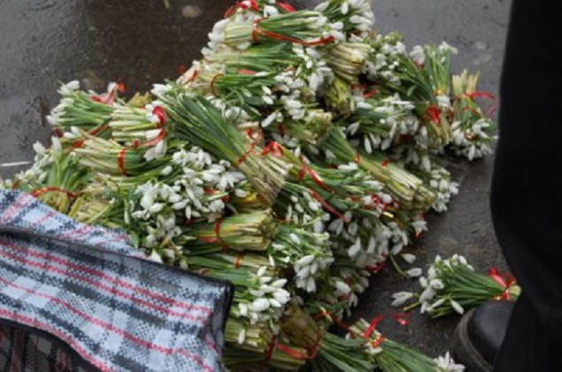 В Киеве появились в продаже “краснокнижные” первоцветы