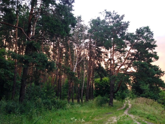 Государству вернулись незаконно изъятые участки леса на Киевщине площадью более 58 га