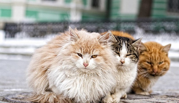 Еще одна комиссия Киевсовета поддержала запрет на вылов бездомных кошек