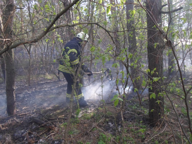 На Киевщине из-за сжигания сухой травы чуть не загорелся сосновый бор