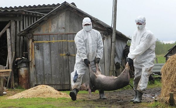 В столице запретили торговлю свининой из-за африканской чумы