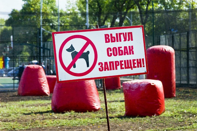 В Киеве хотят запретить выгул собак и кошек на территории школ и больниц