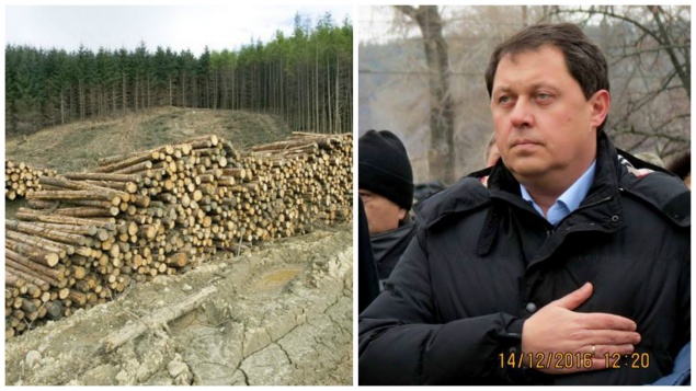 Глава Святошинского района Владимир Каретко плохо следит за сохранностью леса