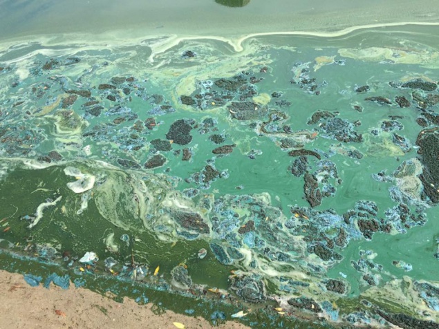 Озеро Солнечное в Киеве покрылось зелено-голубой субстанцией (фото, видео)