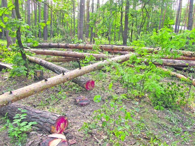 За 10 лет в Киеве вырубили лес размером с Троещину