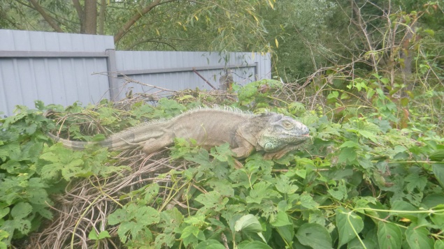 На Киевщине урожай кабачков едва не уничтожил “динозавр” (фото)