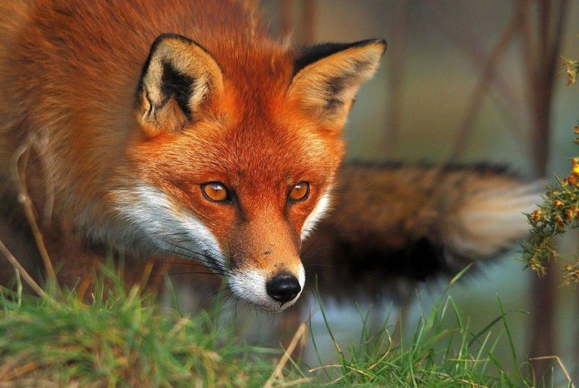 В Кагарлицком районе разрешили отстрел красных лисиц из-за бешенства