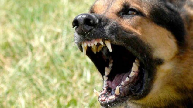 Киевлянин проведет 2,5 года в тюрьме за травлю собаки на мужчину