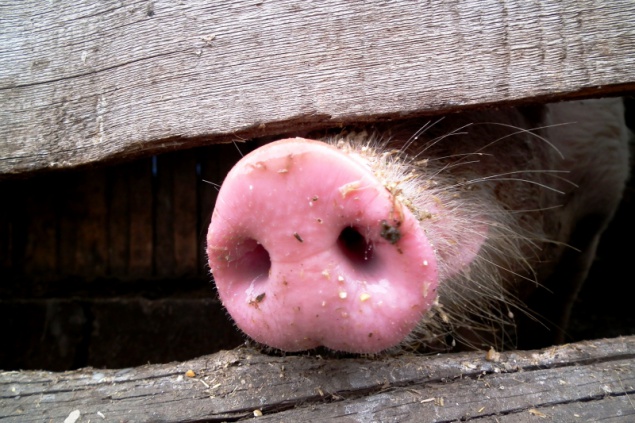 На заброшенной ферме под Яготином нашли трупы свиней с АЧС