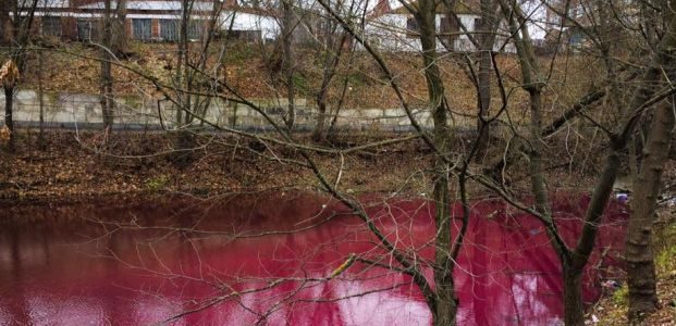 Озеро в киевском парке “Нивки” стало красным из-за присутствия соединений серы - Госэкоинспекция