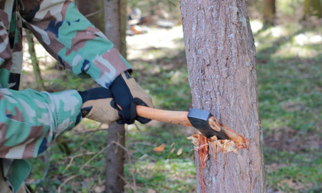 За вырубку деревьев на Киевщине лесничему придется заплатить более 350 тыс. гривен
