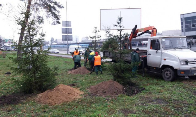 В столице коммунальщики обрабатывают вечнозеленые деревья раствором от вандалов (фото)