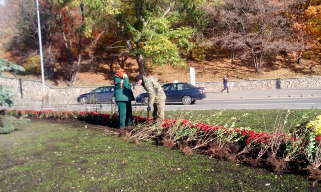На площади столичного Печерска высадили 1100 кустов бирючины (фото)