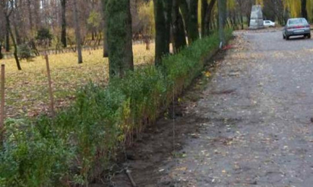 В одном из киевских парков появилась живая изгородь из бирючины