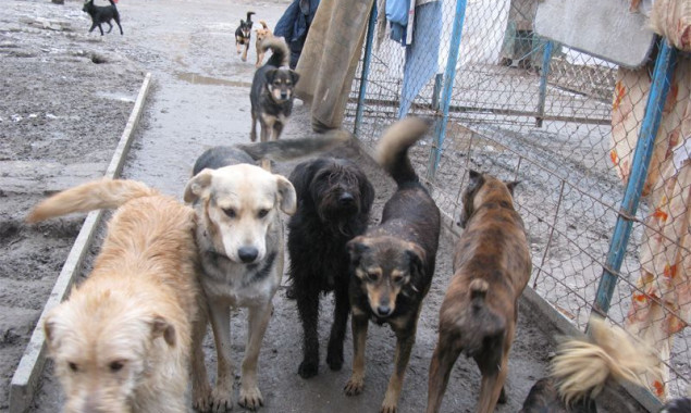 В Киеве стало меньше бездомных собак