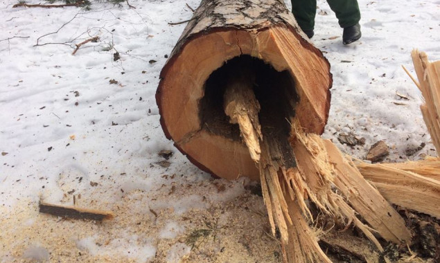 Коммунальные службы проводят вырубку деревьев в столичном парке “Партизанская Слава” (фото)