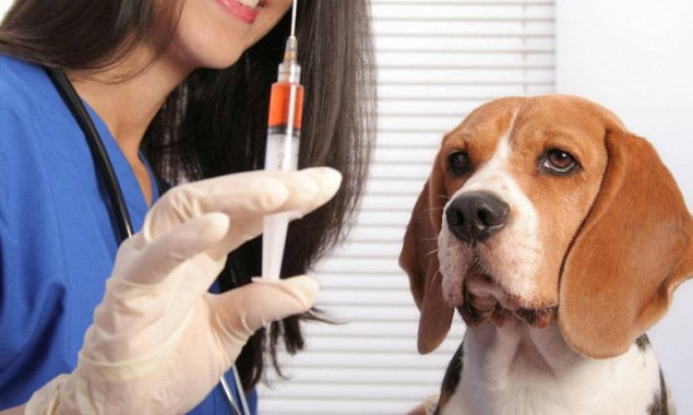 В Голосеевском районе столицы проведут бесплатную вакцинацию животных против бешенства
