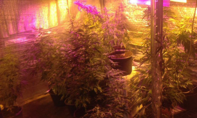 В Броварах полиция обнаружила лабораторию по выращиванию конопли