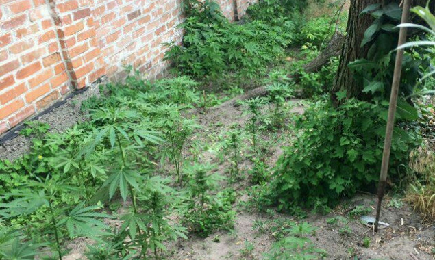 На Киевщине обнаружены незаконные посевы конопли и мака