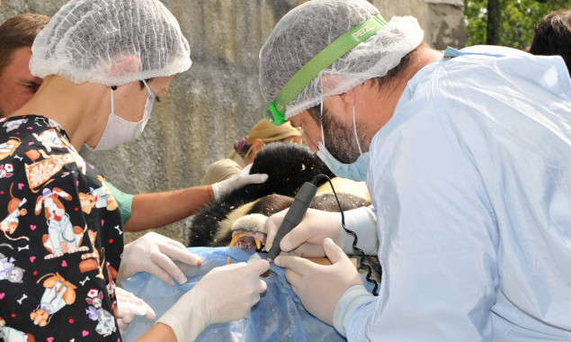 В Киевском зоопарке полечили зубы гималайскому медведю (фото)