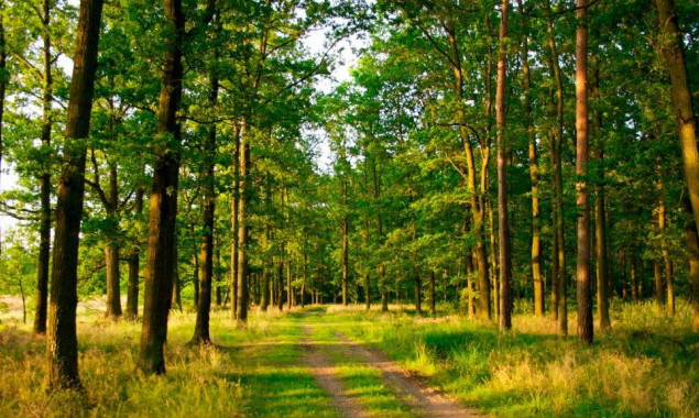 На Киевщине гражданам незаконно передали земли лесного фонда на сумму более 2 млн гривен, - прокуратура
