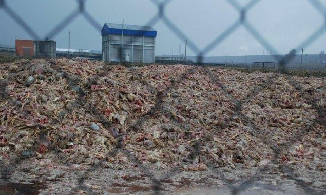 При проверке агрохолдинга “Комплекс Агромарс” обнаружено 230 тонн отходов животного происхождения на асфальте