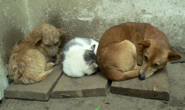 Власти Киева скрывают данные о регуляции численности бездомных животных в столице