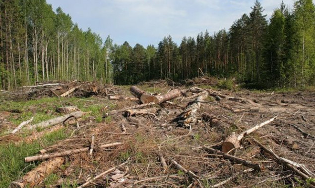 Киевсовет запретил сплошную вырубку столичных лесов