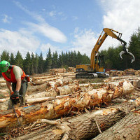Кличко просят остановить массовую вырубку лесов в Дарницком ЛПХ