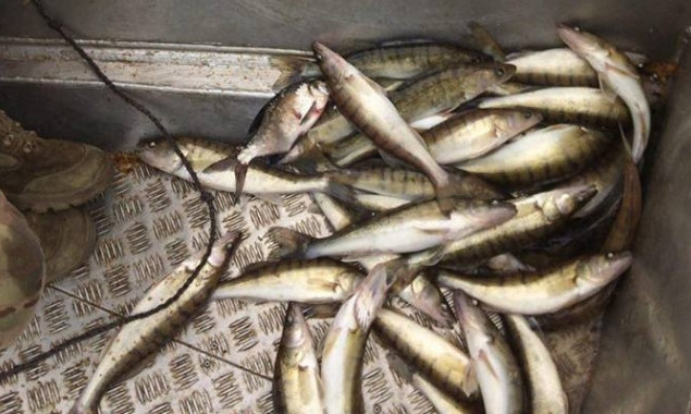 На Киевщине за неделю рыбоохранный патруль изъял более 100 кг незаконно выловленной рыбы (фото)