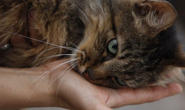 Трогательные и нежные коты из “Сириуса” ищут теплый дом