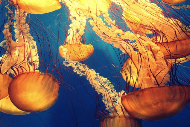 На Крещатике открылся музей медуз (видео)
