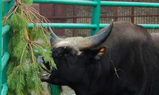Киевлян просят не везти новогодние елки в зоопарк