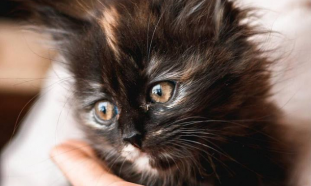 Обворожительные коты из “Сириуса” нуждаются в домашнем уюте