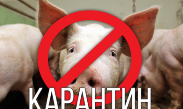 На Киевщине объявлен карантин из-за африканской чумы свиней