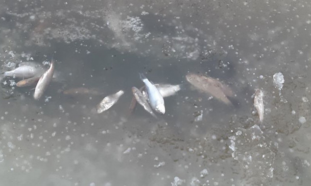 В Ирпене в реке массово гибнет рыба (фото)