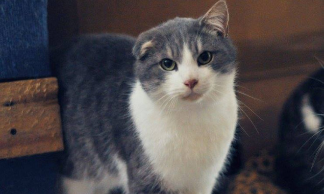 Обаятельным котам из приюта “Сириус” ищут надежного хозяина