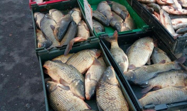 Киевский рыбоохранный патруль в феврале выявил 153 нарушения и изъял 456 кг рыбы