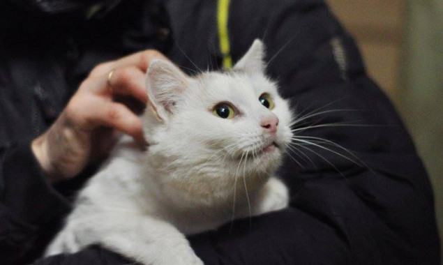 Пушистые коты из “Сириуса” нуждаются в уютном доме