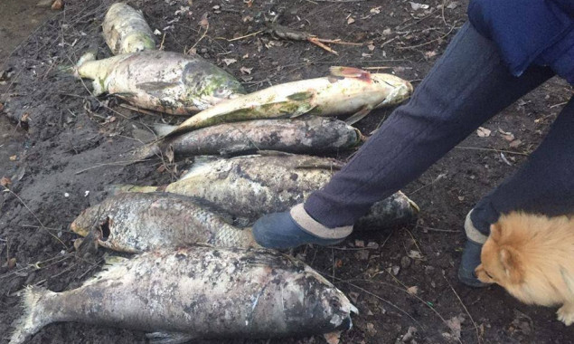 На Русановском озере в Киеве массово гибнет рыба (видео)