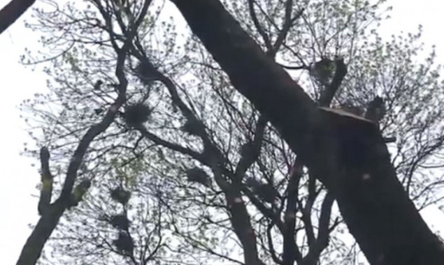 Коммунальщики Фастова разорили колонию грачей, обрезав сухие деревья вместе с гнездами (видео)