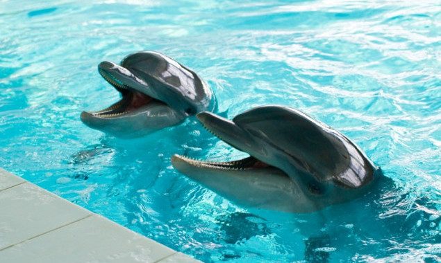 На территории ТРЦ Art-Mall в Киеве строится новый дельфинарий