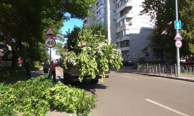 На Подоле в Киеве вокруг дорожных знаков обрезали деревья (фото)