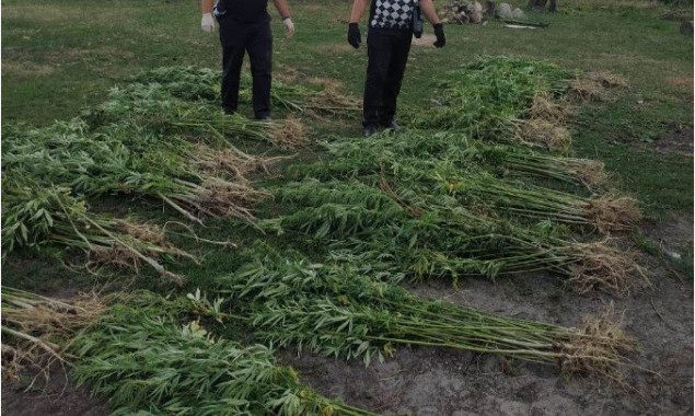 Полиция в частном домохозяйстве в Макаровском районе Киевщины обнаружила плантацию конопли (фото)
