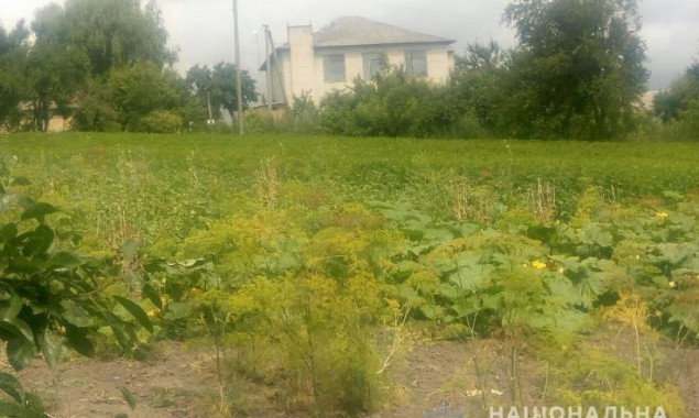 На Киевщине возле здания сельсовета полицейские обнаружили плантацию мака (фото)