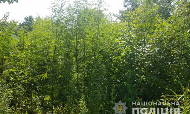В Василькове полиция обнаружила на приусадебном участке крупную плантацию конопли (фото)
